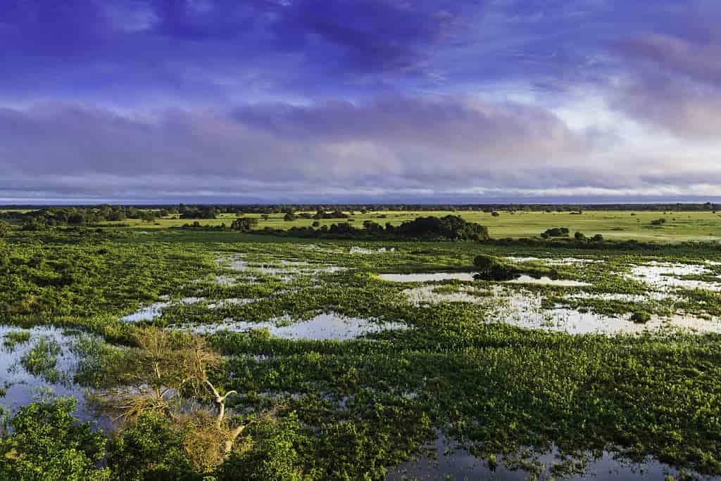 Pontos turísticos de Mato Grosso do Sul, Pantanal